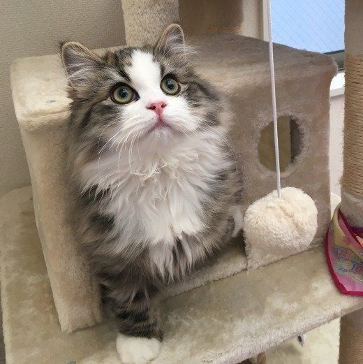 猫タワーにいる猫