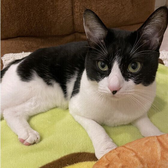 MIX黒×白のみるくくん