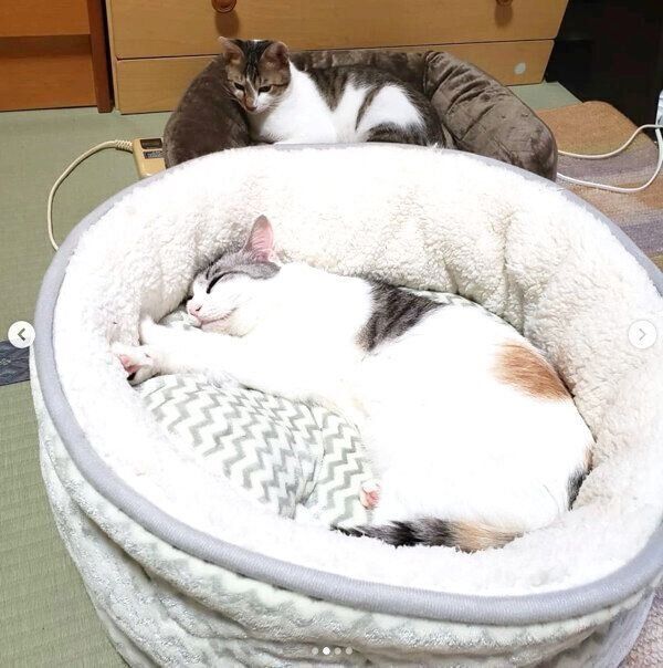 「ペットベッド」で眠る小梅ちゃん