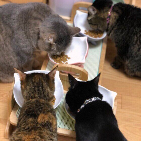 サバトラのトラウンソンくんたち