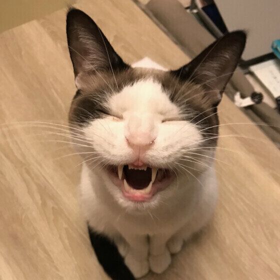 MIX茶×白の藍太郎くん