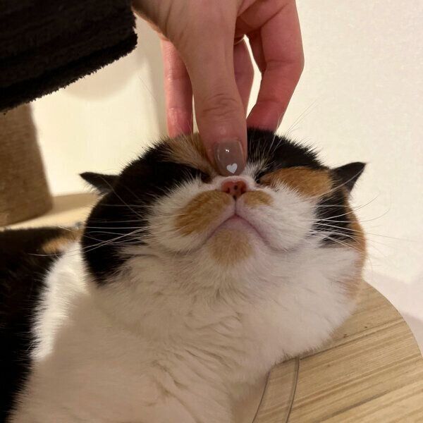 まったりするおあげちゃん