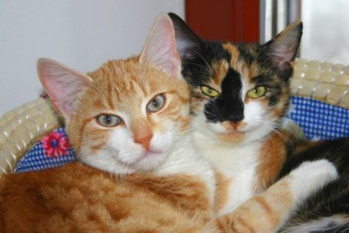 仲良しな猫たち