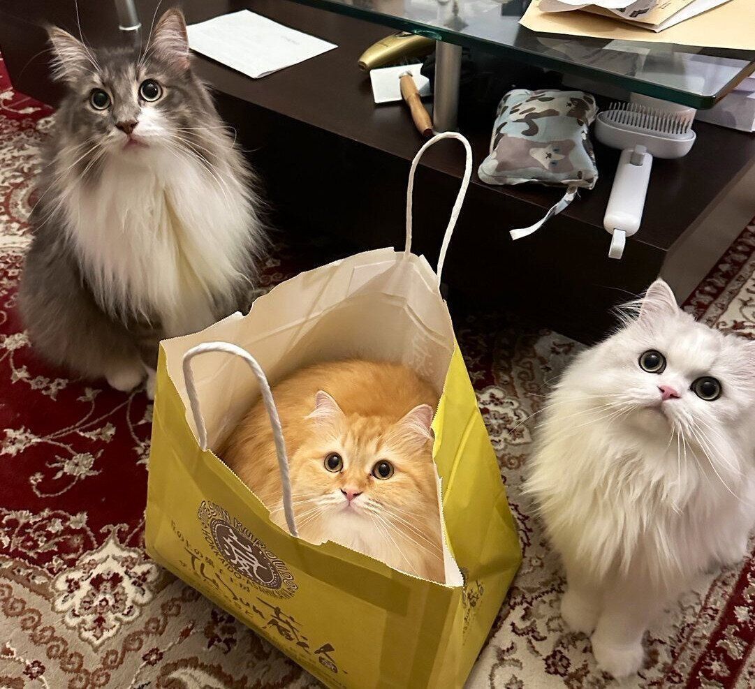 見上げるレイくん、エマちゃん、ノーマンくん