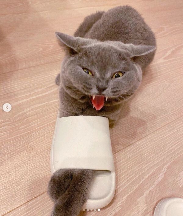 スリッパにからむマッシュちゃん