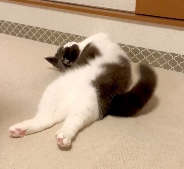 まったりするおもちちゃん