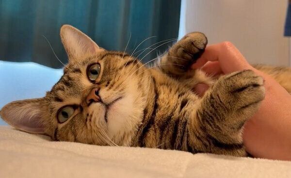 くつろぐもなちゃん