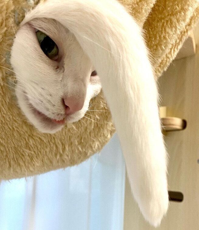 ロックバンドマンスタイルで顔を覗かせるうにくん