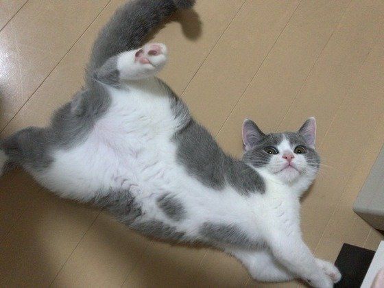 伸びをするブリティッシュショートヘア