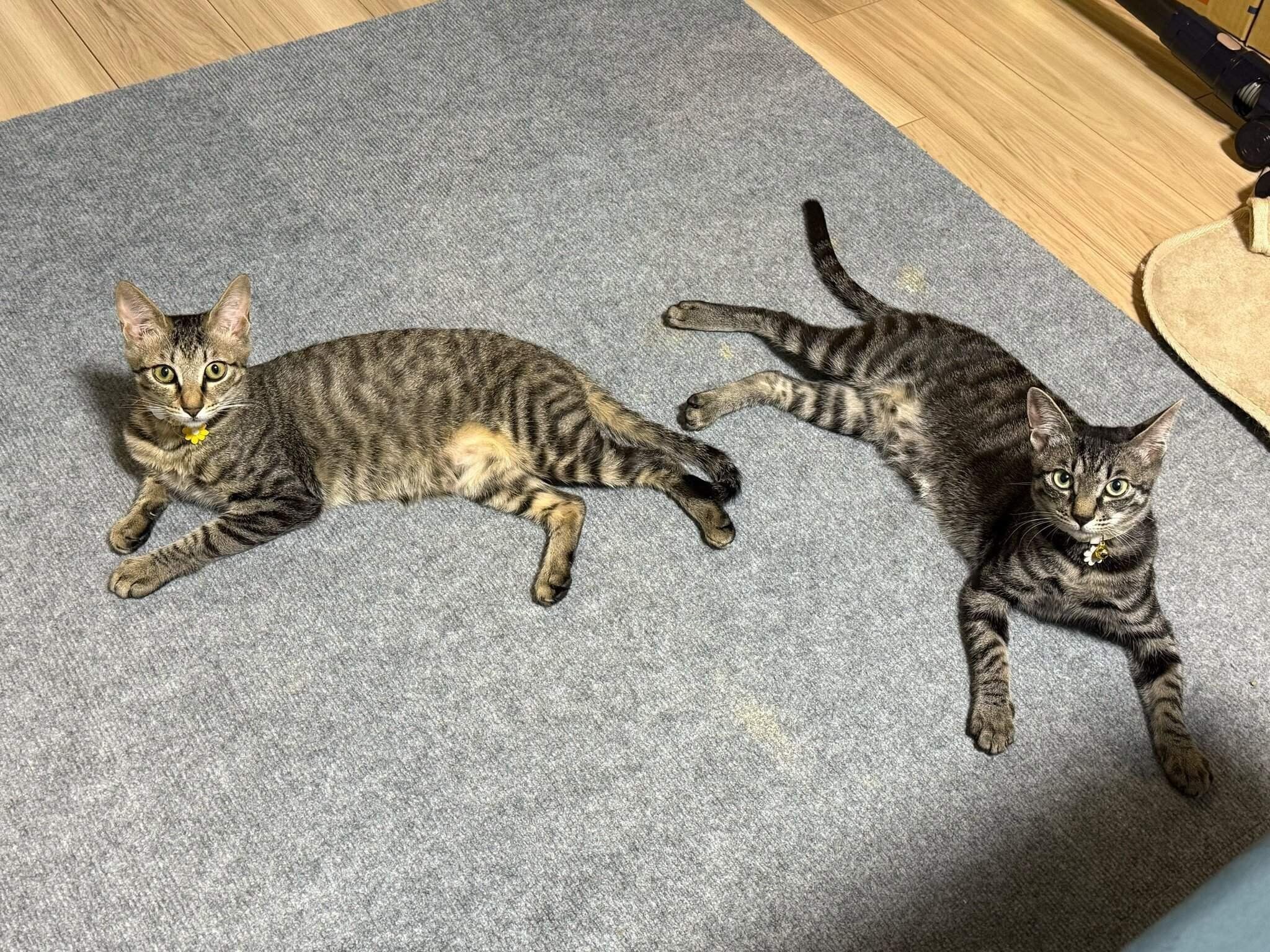 生後7カ月頃の2匹の猫