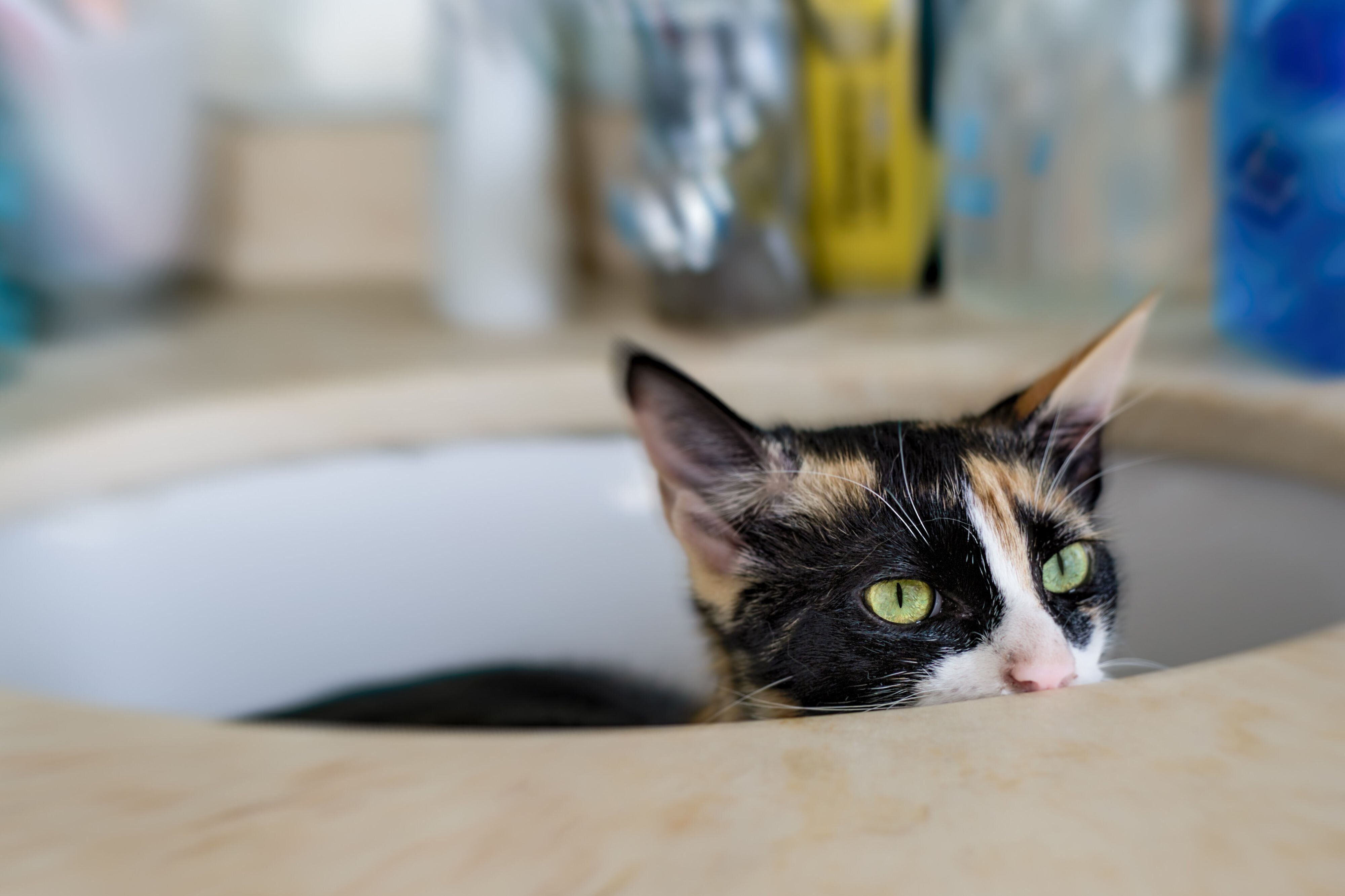 画像／iStock、Getty Images Plus