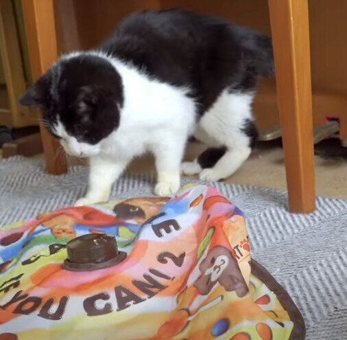 20歳ニャンコの元気くん