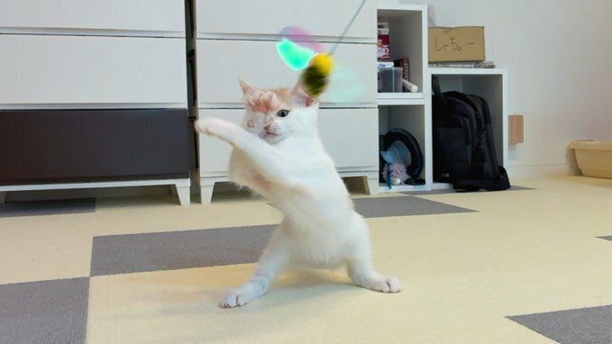 おもちゃで遊ぶマンチカン