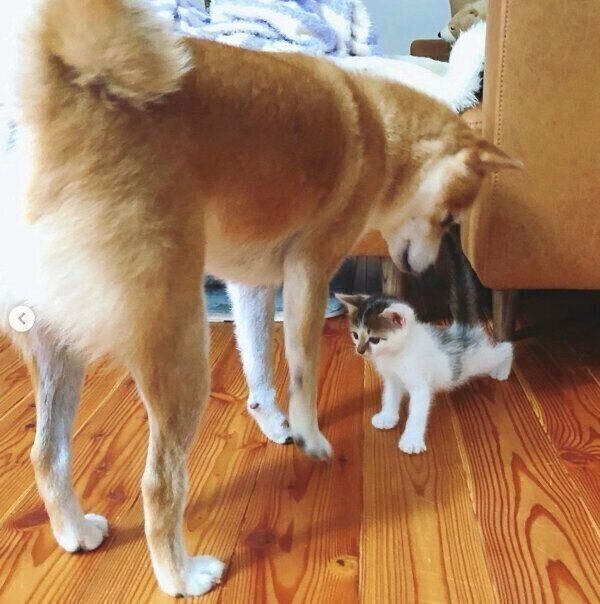 ちくわくんを見つめるリンタローくん