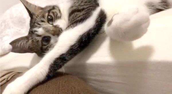 エアふみふみをする猫