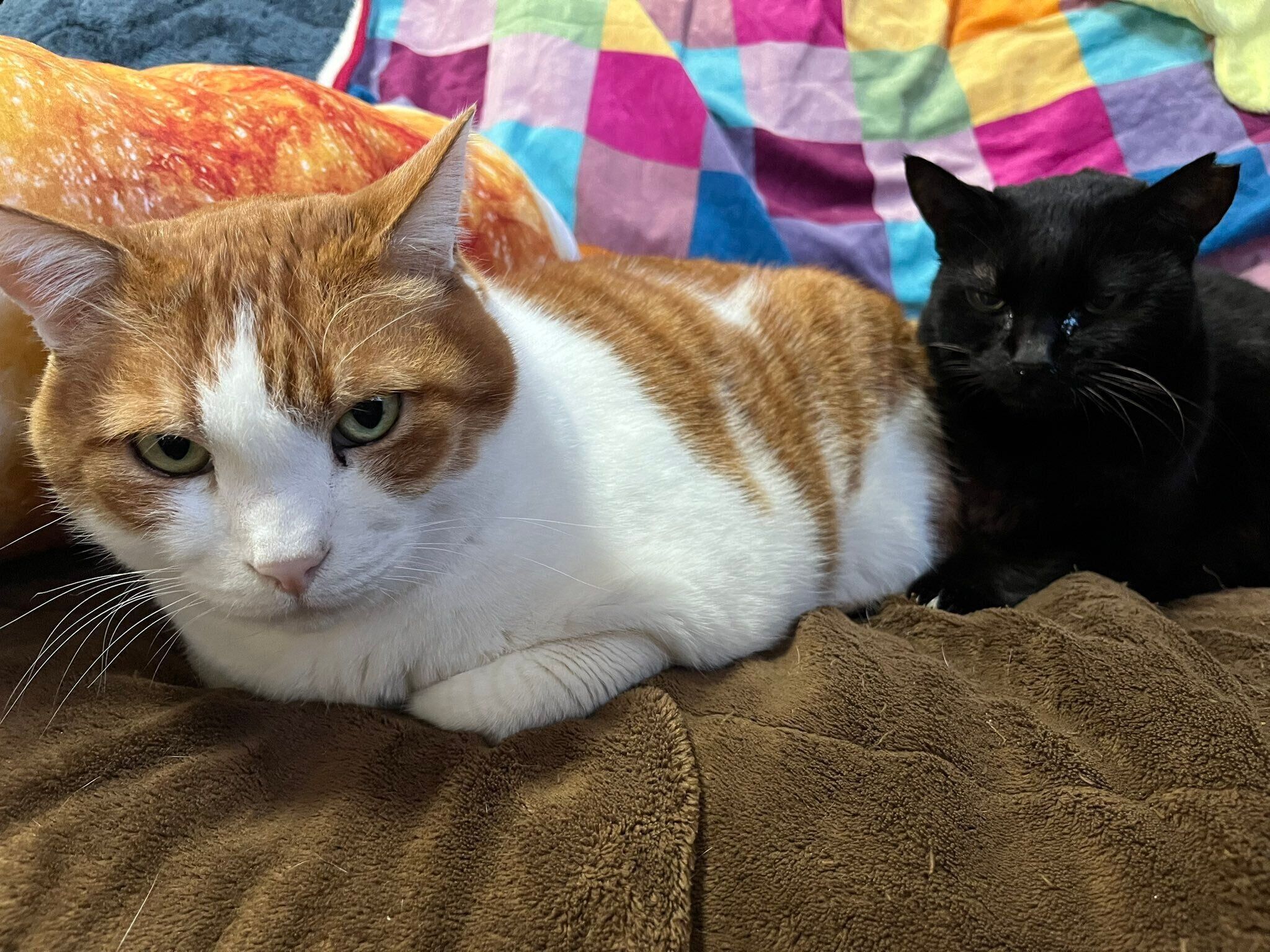 並んでくつろぐ2匹の猫