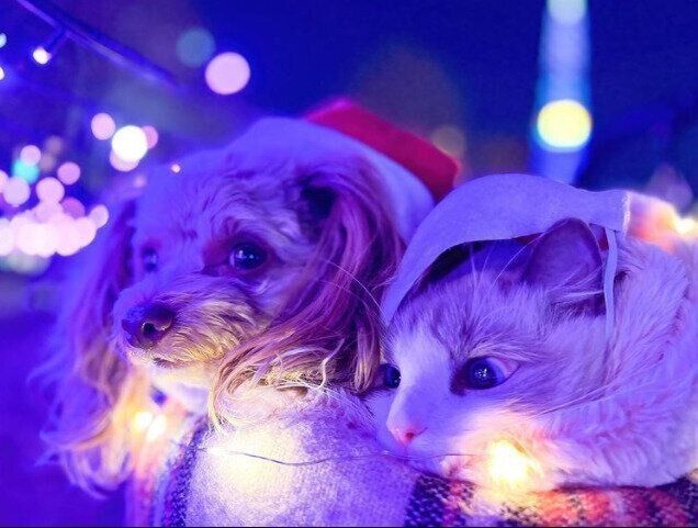 夜のパルフェくんとのえるくん