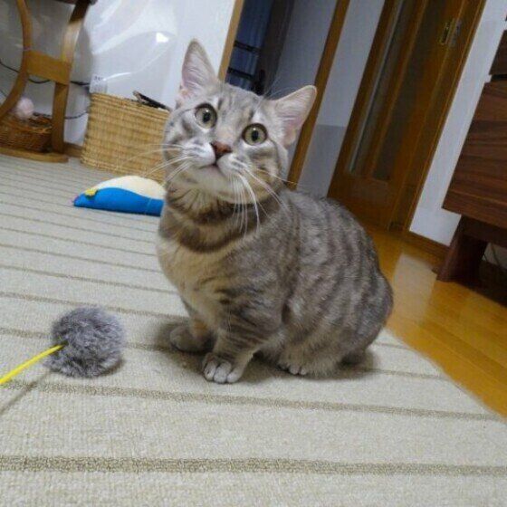 見つめるマンチカン