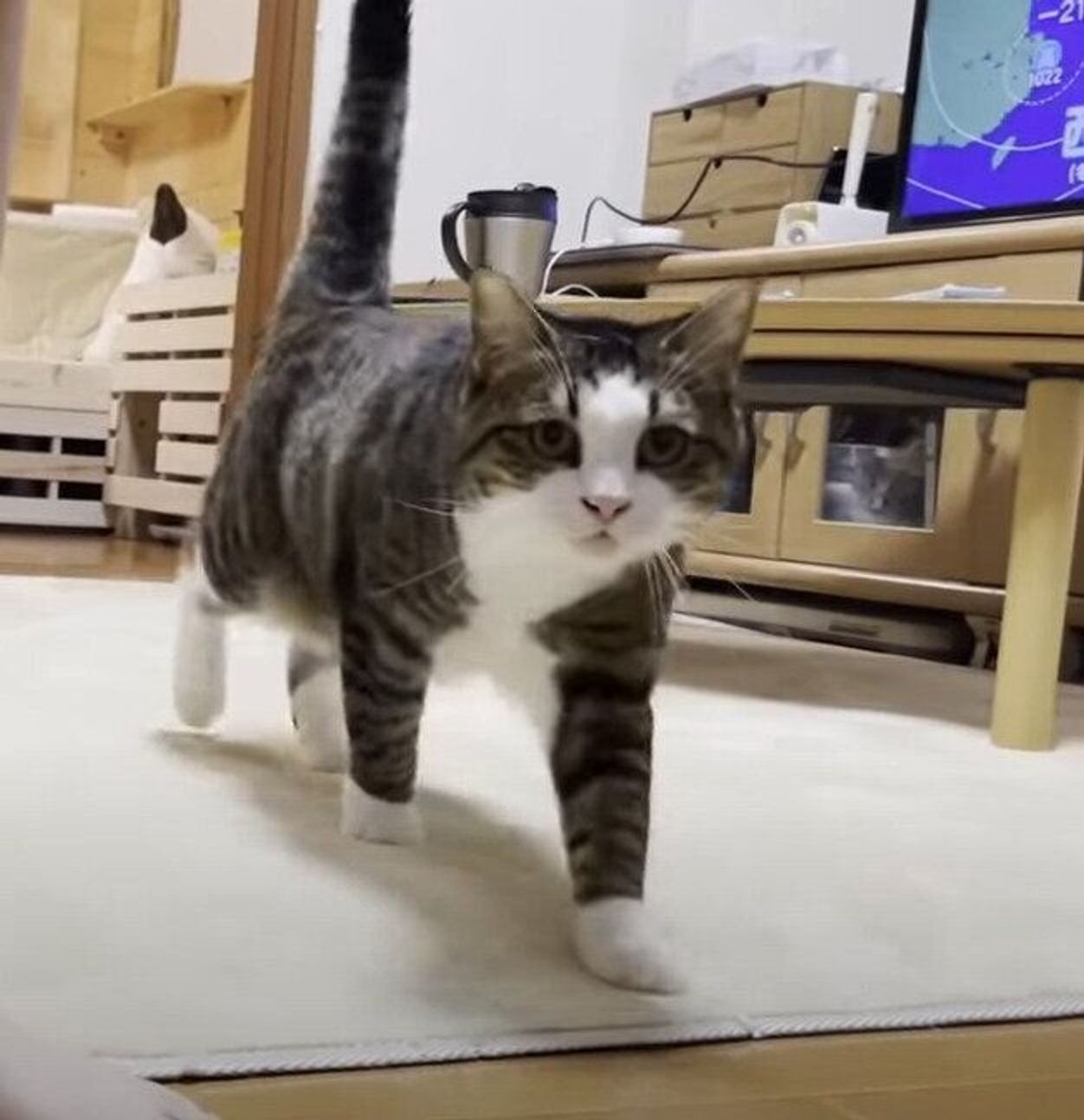 大好きな人に名前を呼ばれると 嬉しくて飛んでくる猫がかわいい ねこのきもちweb Magazine 大好きな人に名前を呼ばれると 嬉しくて飛んでくる猫がかわいい ねこのきもちweb Magazine