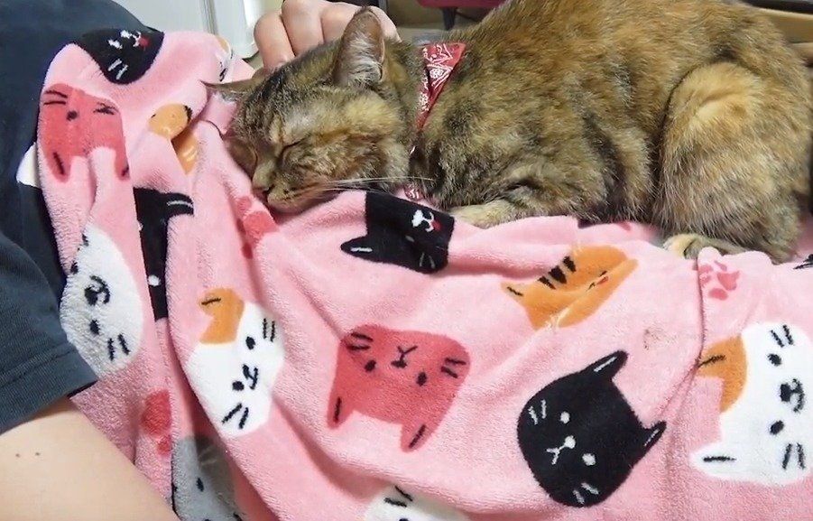 パパの上に乗る猫