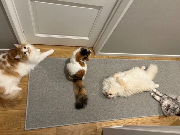 出待ちする猫たち