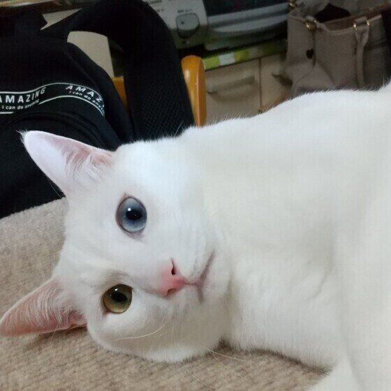 テーブルの上に乗る黒白猫