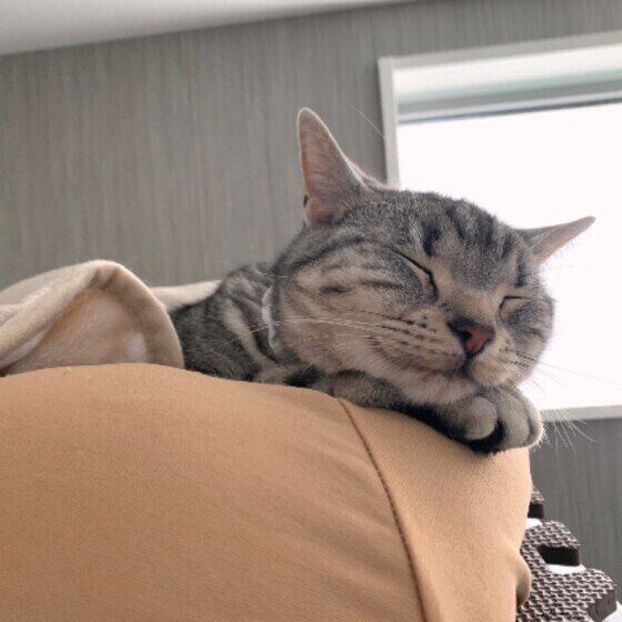 寝ているアメリカンショートヘア