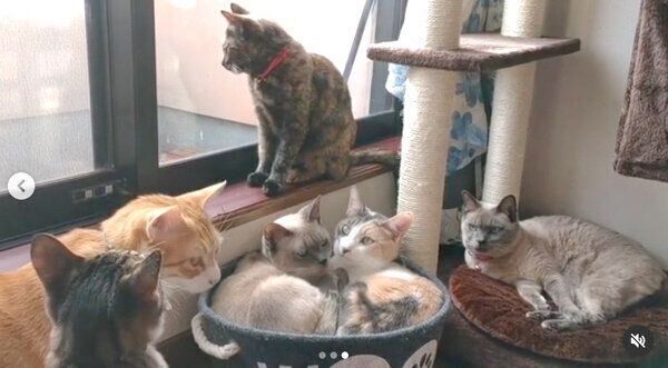 すずちゃんとじゅりちゃんのもとに集まる猫たち