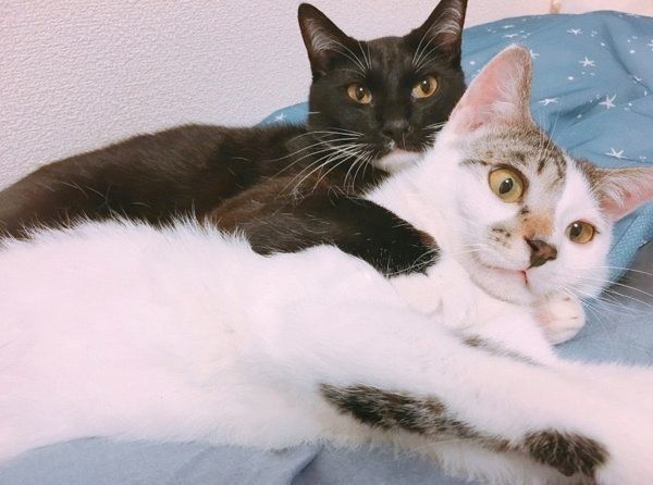 寄り添うくろすけちゃんとごましおちゃん