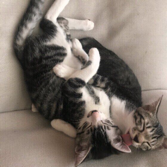 仲良しなリリくんたち