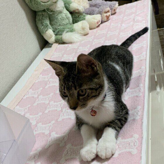 座るMIXの男の子