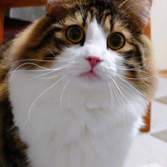 ノルウェージアンフォレストキャットのノアくん