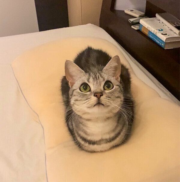 「おててないない」の体勢になるあんこくん