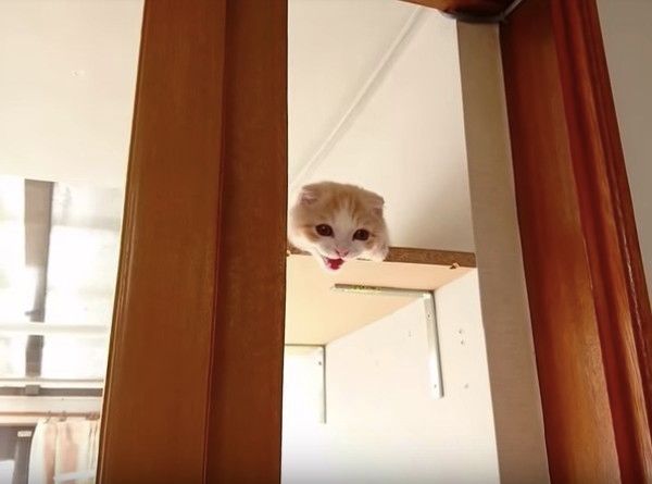 ぴゃぁ〜と鳴くにゃんこ