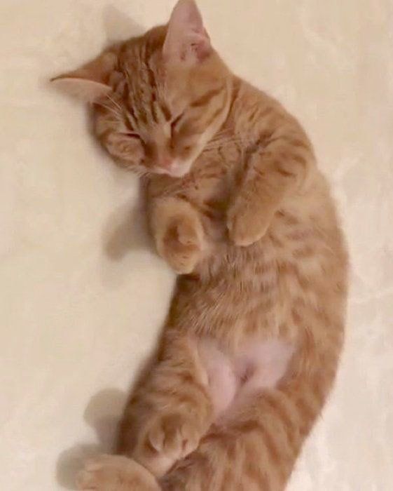 伸びをするマンチカン