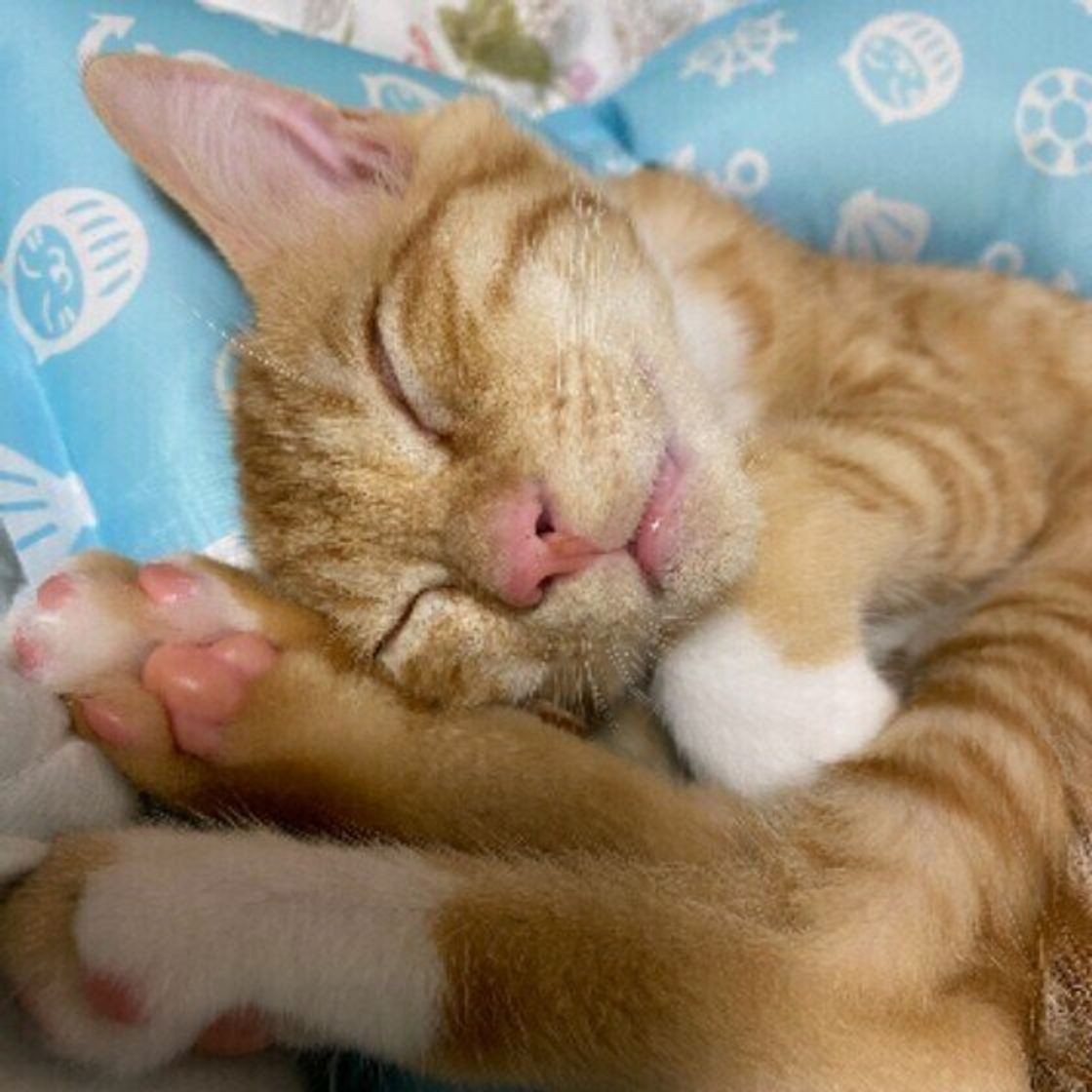 獣医師監修 猫にメロンを与えるときは注意が必要 与えるメリットとデメリットを解説 ねこのきもちweb Magazine 獣医師監修 猫にメロンを与えるときは注意が必要 与えるメリットとデメリットを解説 ねこのきもちweb Magazine