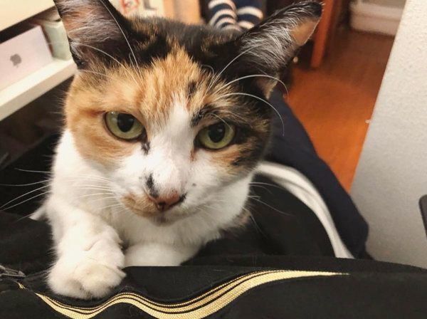 ジャパニーズ・ボブテイルのまろんちゃん