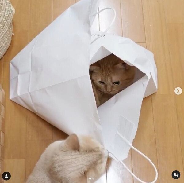 「かくれんぼ」するココちゃん