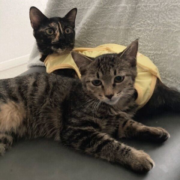 ぴったりくっつくくろみつちゃんとごまもちちゃん