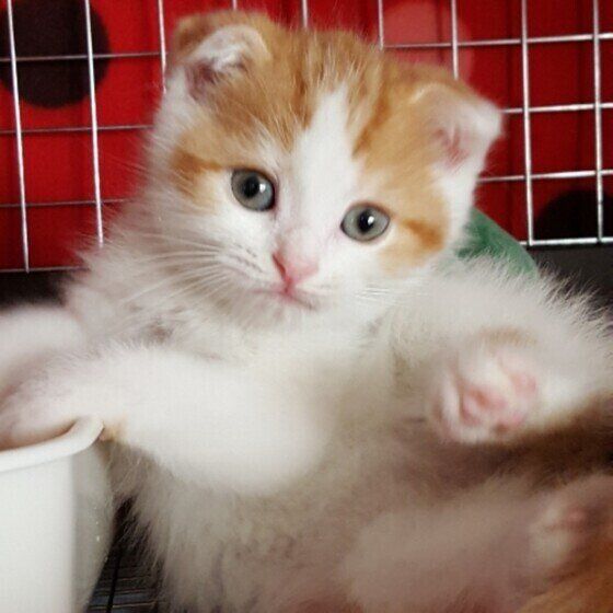 スコティッシュフォールドの風舞くん