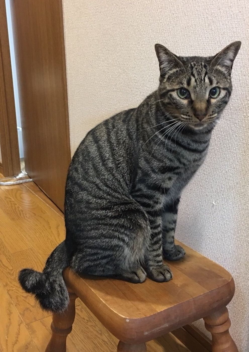 みんな違ってみんないい 呼び名もカワイイ 珍しっぽ たち ねこのきもちweb Magazine みんな違ってみんないい 呼び名もカワイイ 珍しっぽ たち ねこのきもちweb Magazine