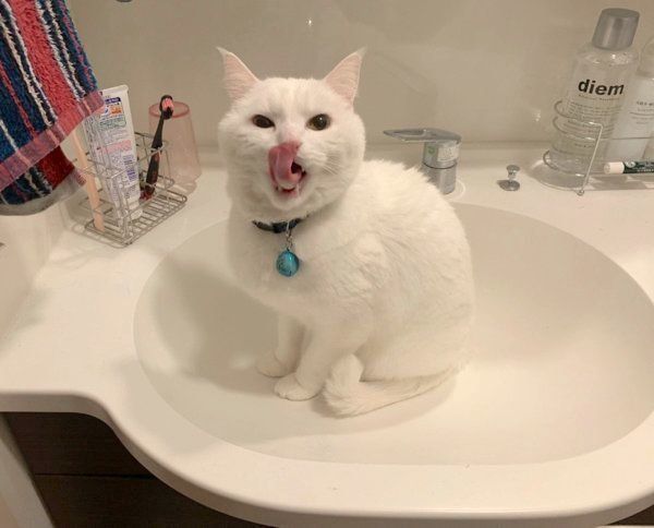 「お水出して」アピールをするハク様