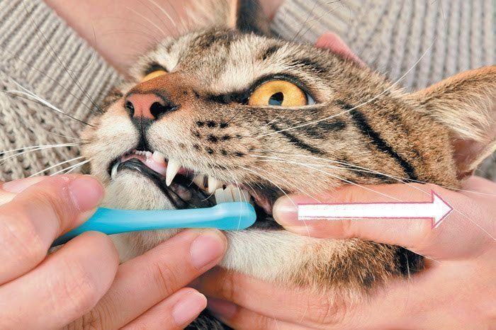 奥歯を磨かれる猫