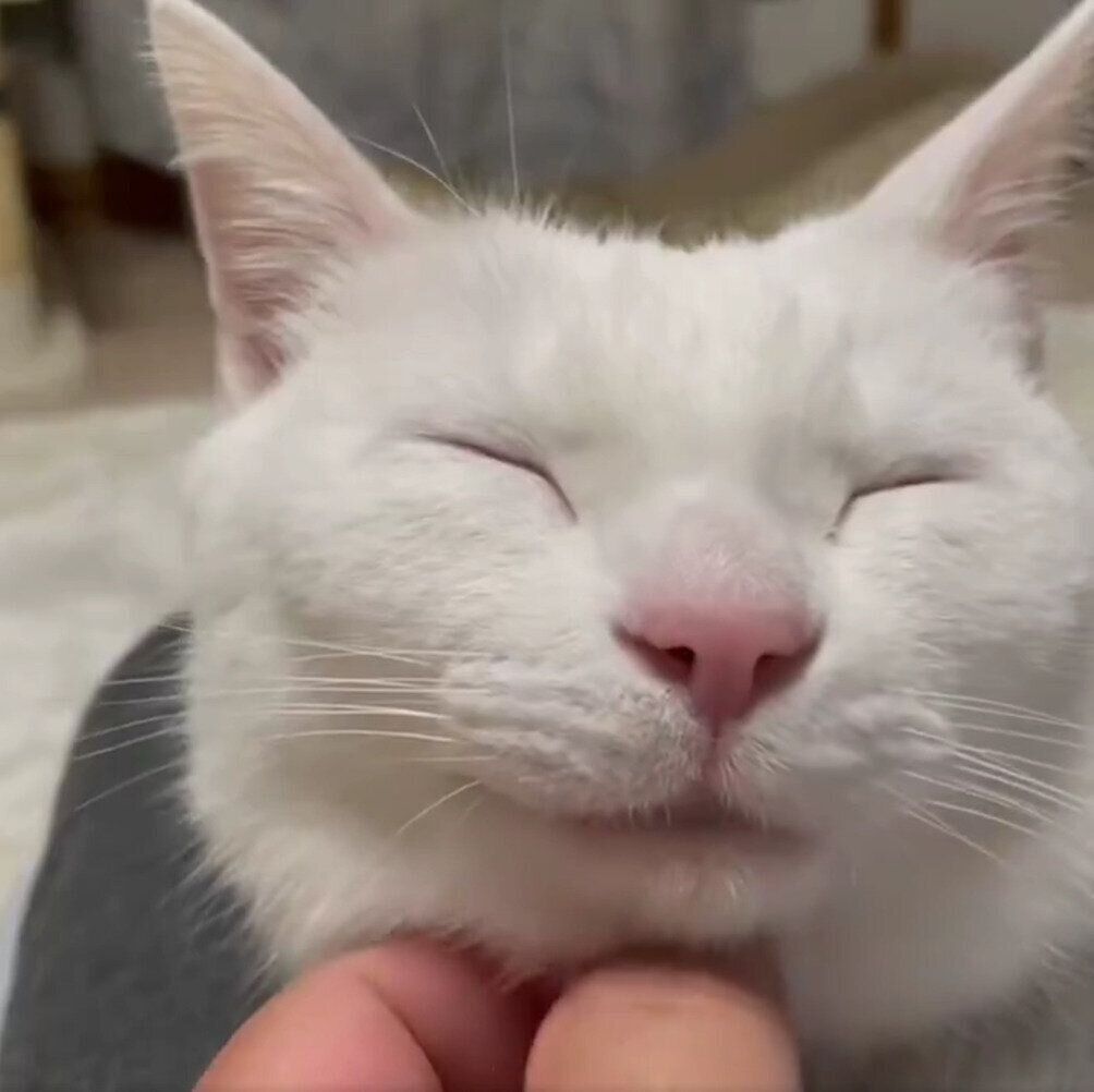 飼い主さんになでられるリリーちゃん