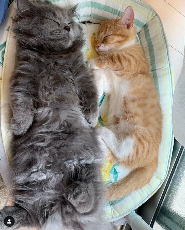 仲良く眠るウニちゃんとアオくん