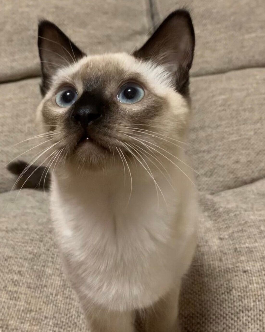 見上げる蘭丸くん