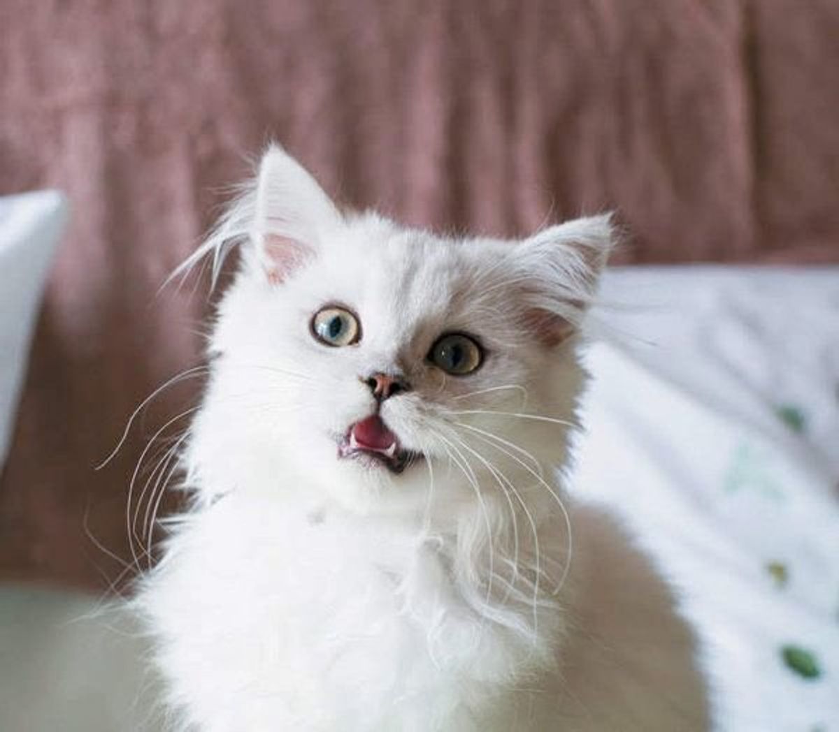 約半数の飼い猫がやってる サイレントニャー ってなに ねこのきもちweb Magazine 約半数の飼い猫がやってる サイレントニャー ってなに ねこのきもちweb Magazine