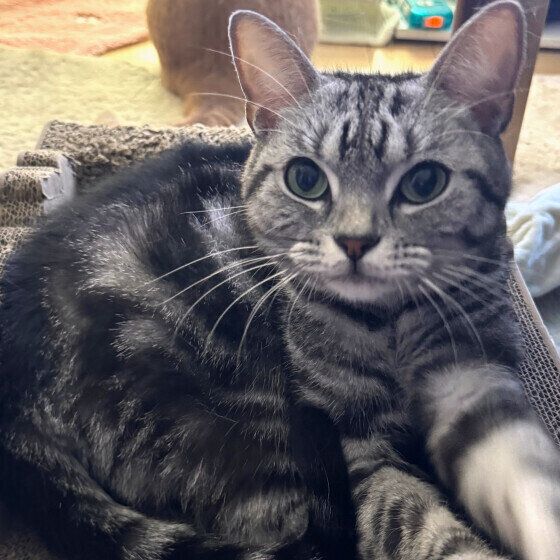 アメリカンショートヘアのだいきちくん