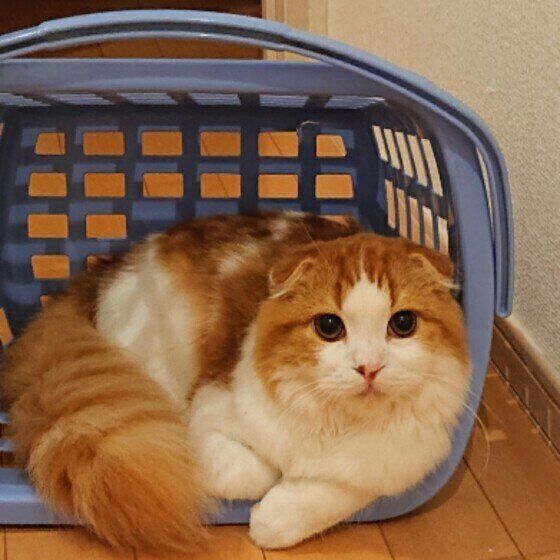 かごに入るスコティッシュの福