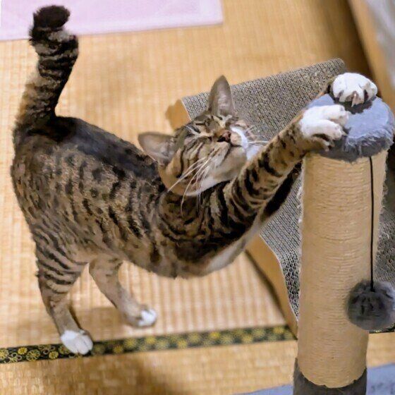 Mix（キジトラ）のてんちゃん♪